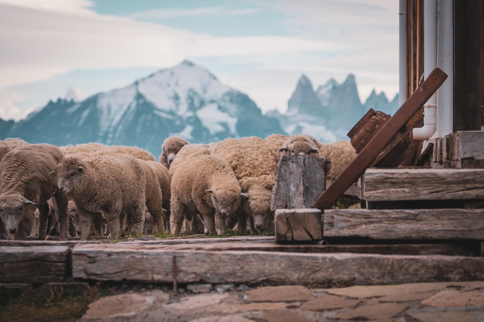 Sheep have their own schedule, and the towers don't mind waiting. A dense flock of woolly sheep grazes beside a rustic wooden building at Estancia Cerro Guido, with snow-capped granite peaks rising sharply against a pale sky in the background.