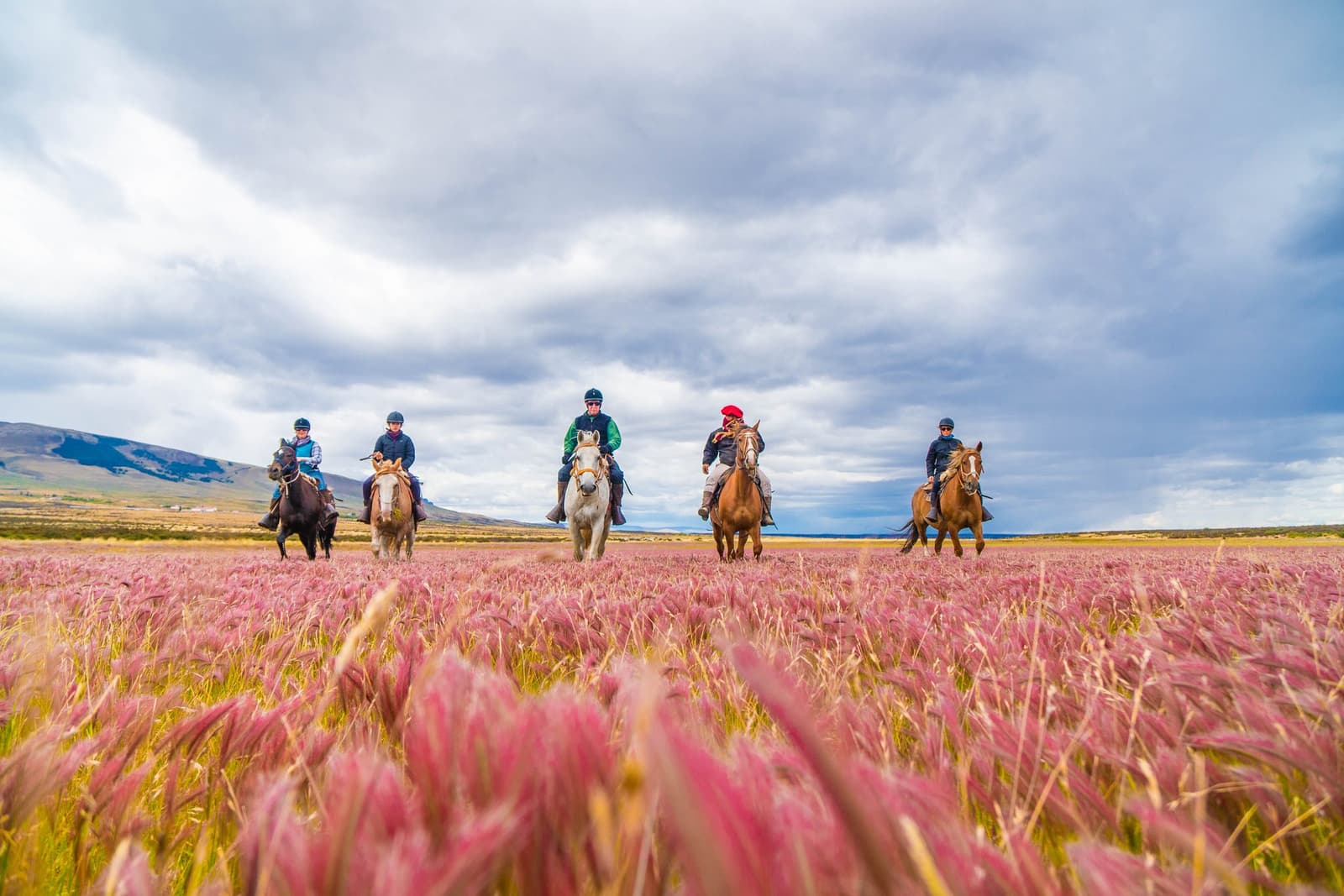 Five horses, one pink field, and absolutely no bad seats in the house. Five riders on Patagonian Criollo horses advance through a sweeping field of pink feather grass at estancia cerro guido, with open steppe and distant mountains under a dramatic cloudy sky