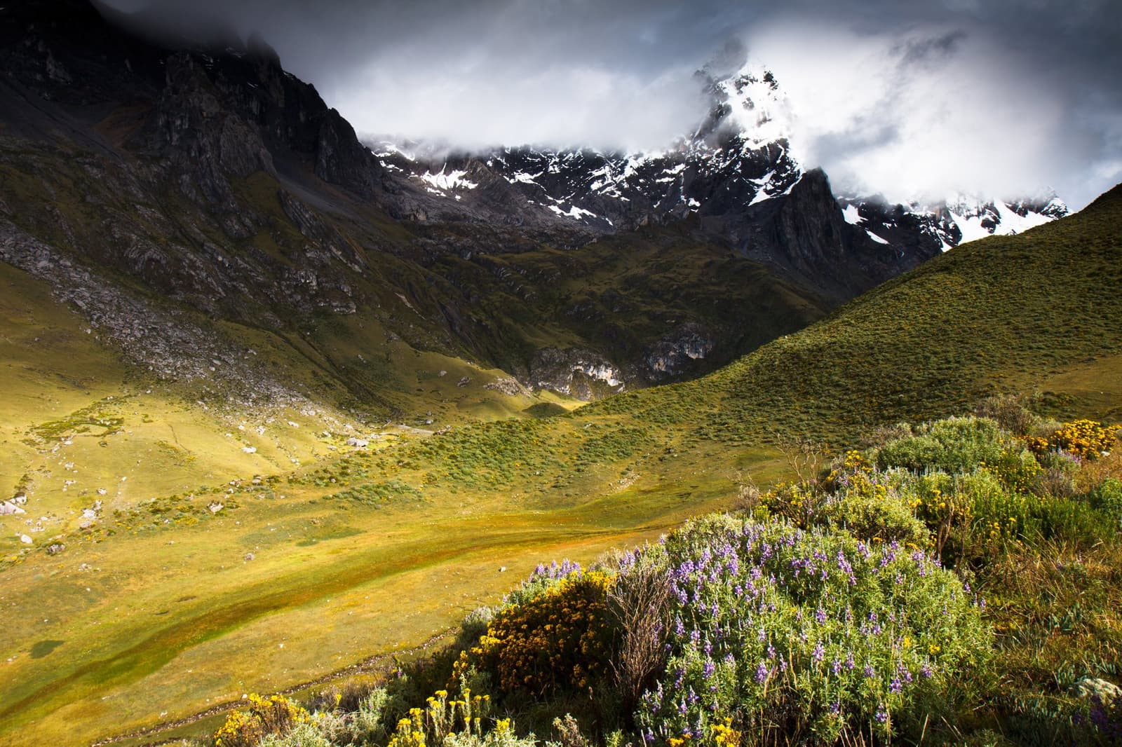 Flowers at this altitude feel like a small act of defiance. Photo: Indrik myneur A wide glaciated valley on the huayhuash circuit, with purple and yellow wildflowers in the foreground, vivid green slopes rising on both sides, and a snow-capped peak partially hidden by storm clouds above
