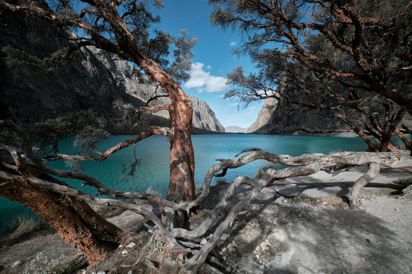 Old trees earn their shapes here, one hard winter at a time. Gnarled, weathered trees with twisted driftwood branches frame a turquoise glacial lake on the Huayhuash Circuit, with sheer granite cliffs rising on both sides under a blue sky