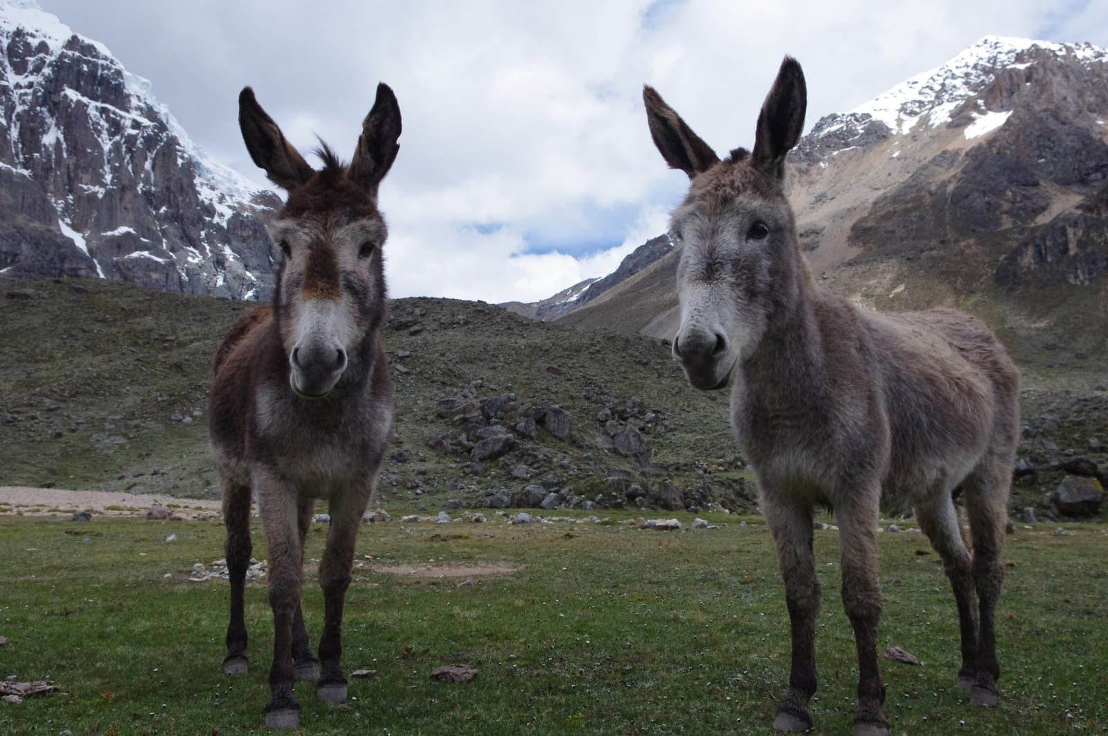 The pack animals have opinions about being photographed, apparently. Two donkeys standing on a grassy highland meadow and looking directly at the camera during the huayhuash trek, with snow-capped Andean peaks rising behind them under a cloudy sky