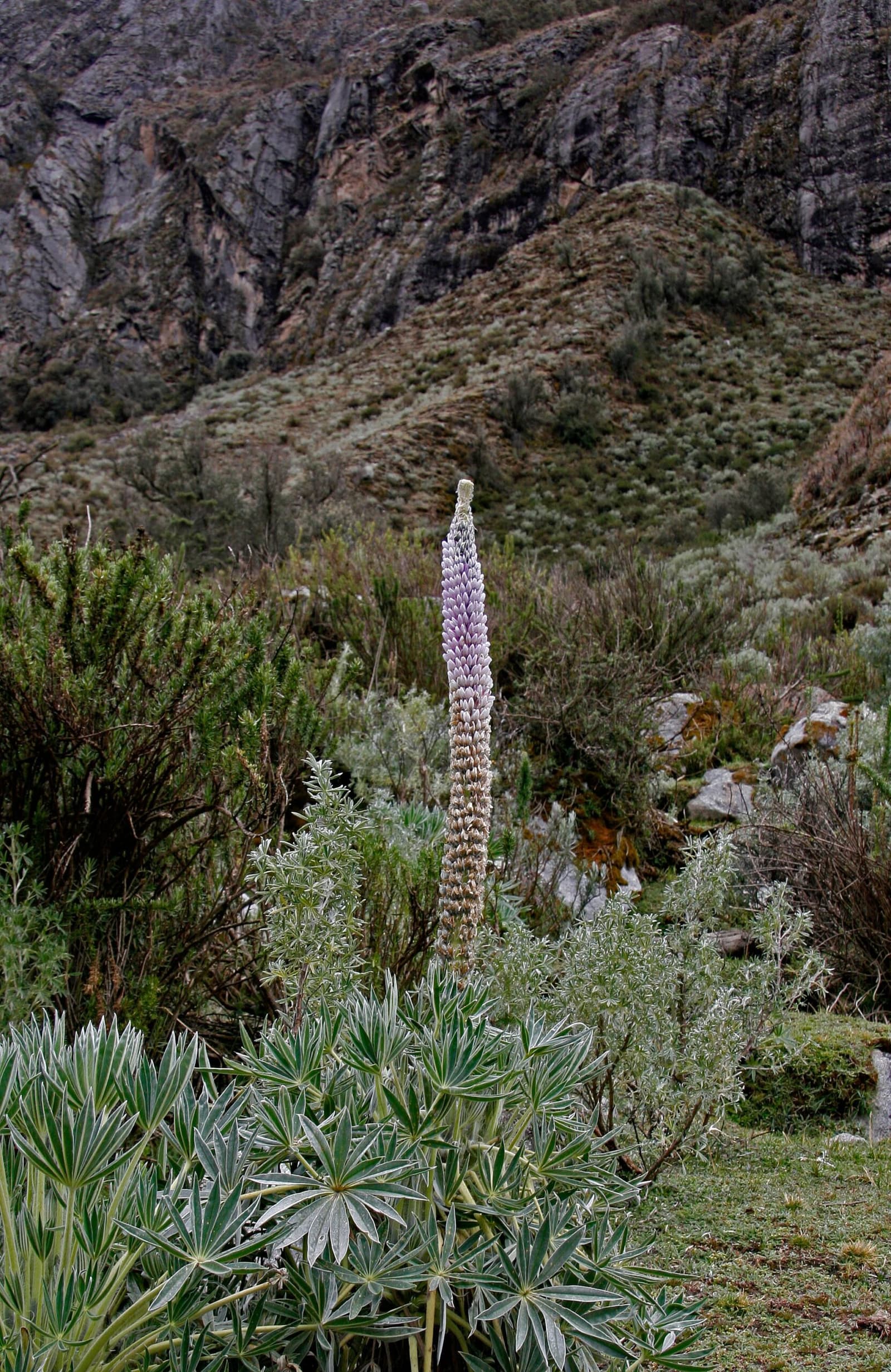 One plant doing the most while everything else keeps it low-key. A tall pale-purple lupine flower spike rises above silvery-leafed plants on the huayhuash trek route, with scrubby high-altitude vegetation and rocky canyon walls in the background