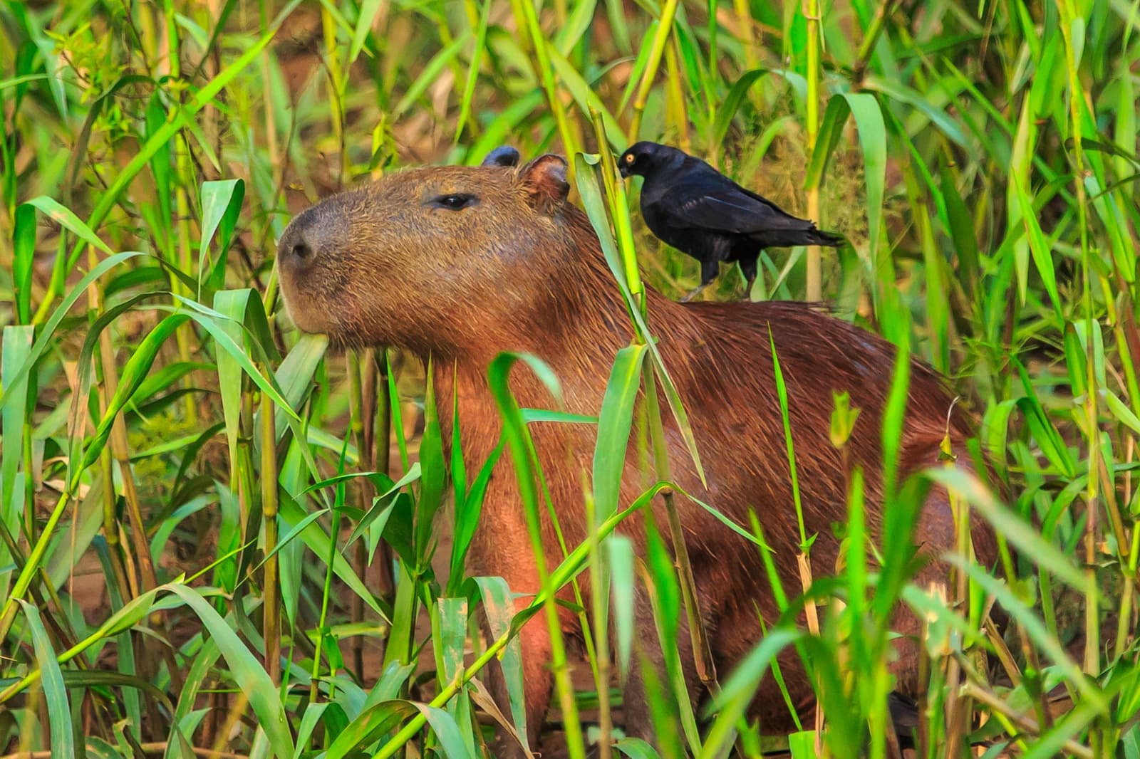 Rent-free lodging, complimentary pest control, the capybara keeps both parties happy. Photo: fou'12 A capybara resting among dense green reeds with a small black bird perched on its back, a classic scene of wildlife companionship on a machu picchu amazon tour machu picchu and amazon tours itinerary.