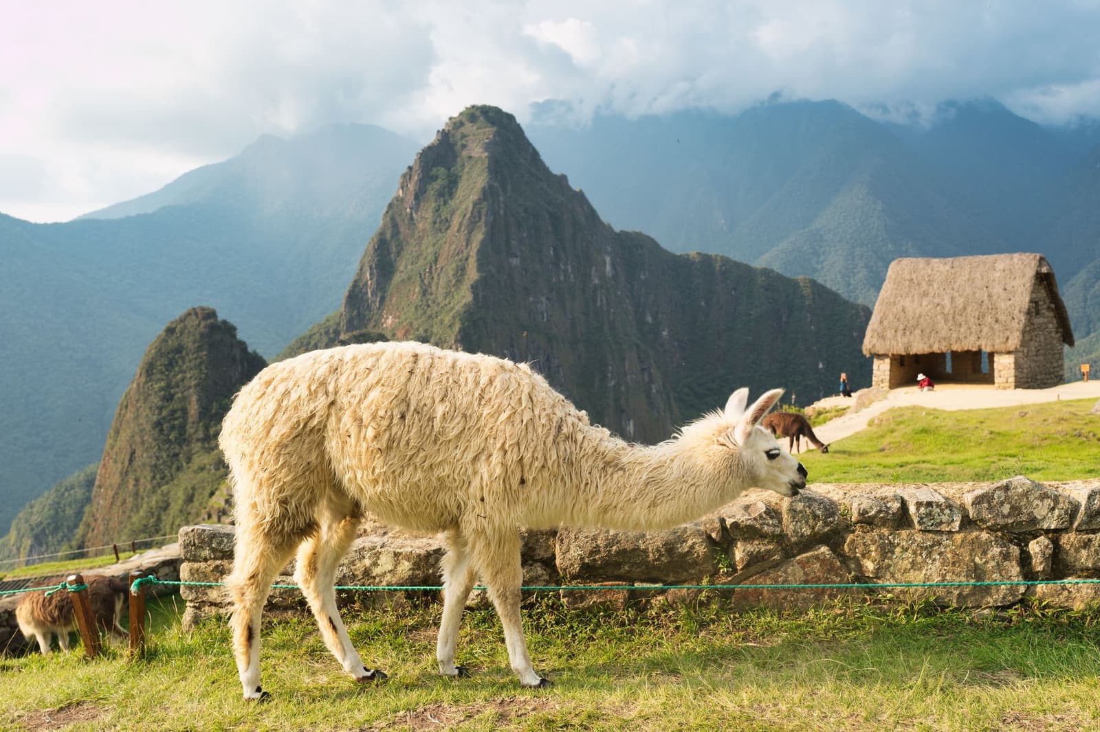 The locals weren't hired for the photo op; they just live here. A white llama grazes against an ancient stone wall at Machu Picchu, with Huayna Picchu mountain and a thatched Inca structure visible in the background — a classic scene from any machu picchu amazon tour machu picchu and amazon tours itinerary that includes time at the citadel.