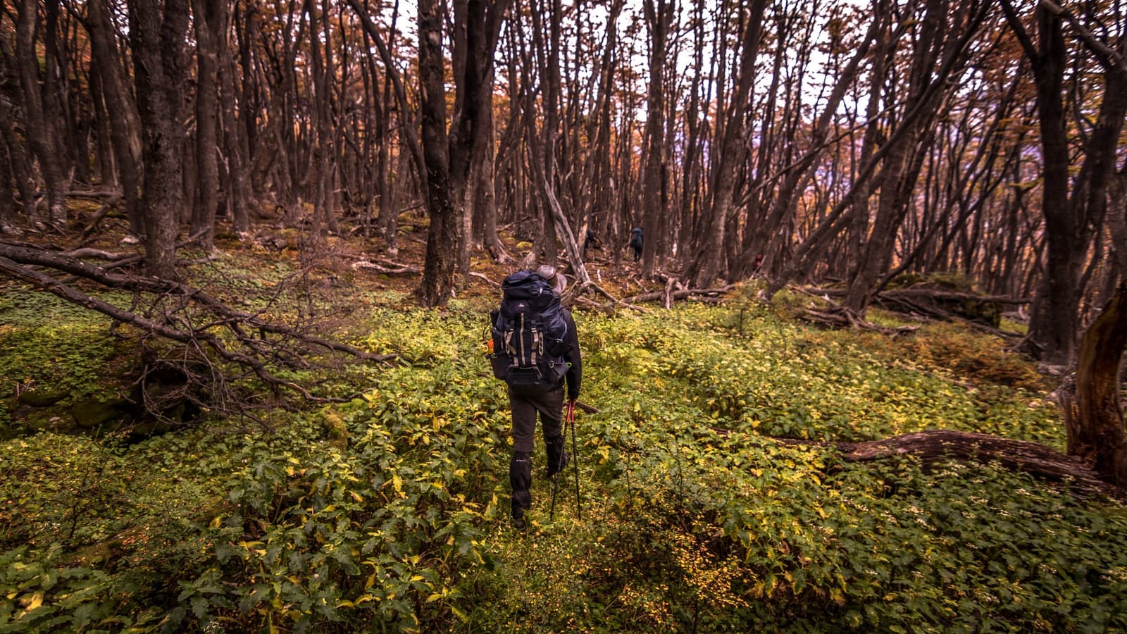 Old beech forest has a way of making the whole world go quiet. Photo: outdoorstv.cl A hiker with a large backpack and trekking poles walks through a dense lenga beech forest on the o circuit self guided route, the forest floor blanketed in green undergrowth and fallen branches, with a second hiker visible ahead among the tall, slender trunks.