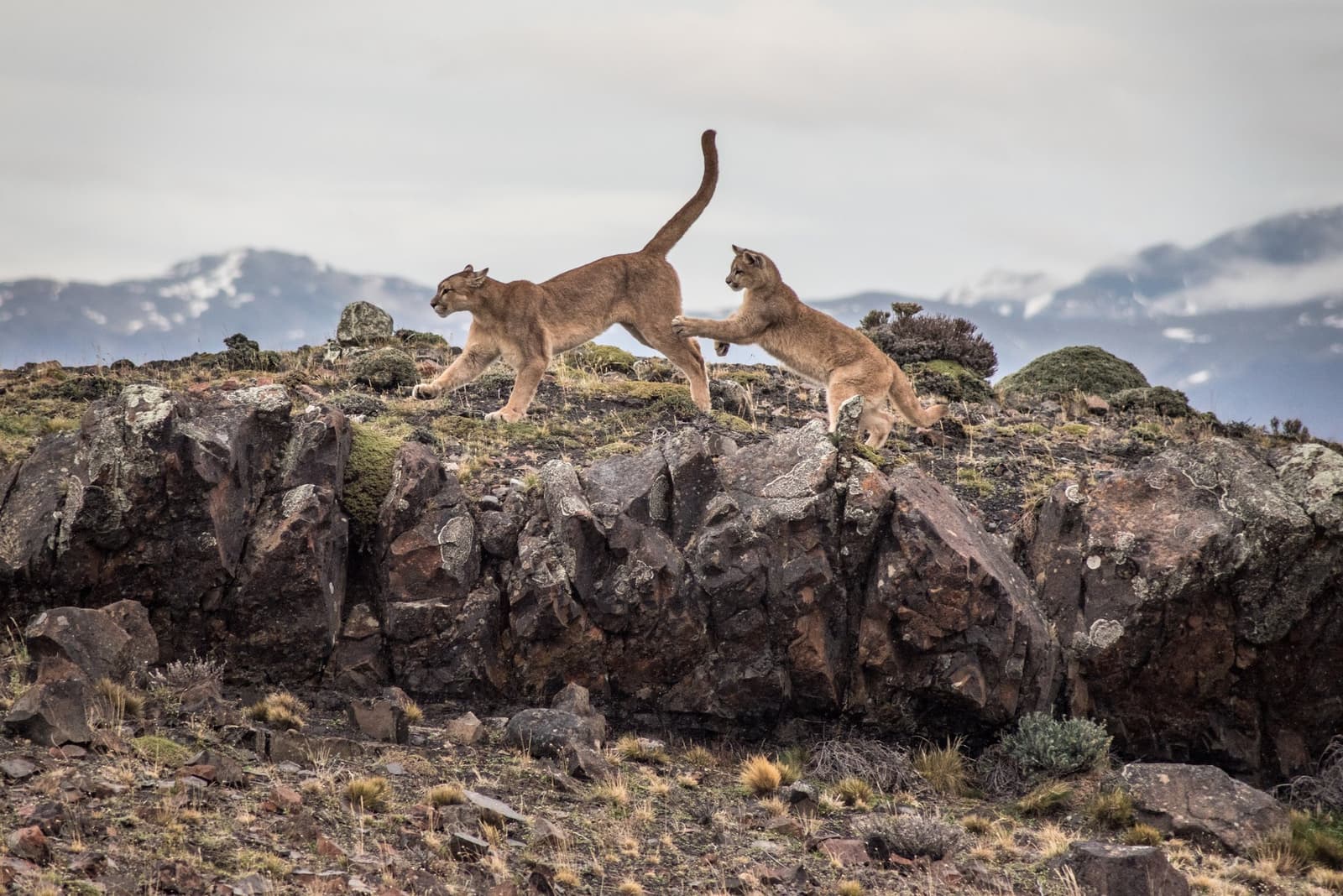 A cub who clearly missed the memo about personal space. An adult puma walks along a rocky ridge while a younger puma leaps toward it mid-air, snow-dusted mountains visible in the background, captured during puma trekking in Patagonia