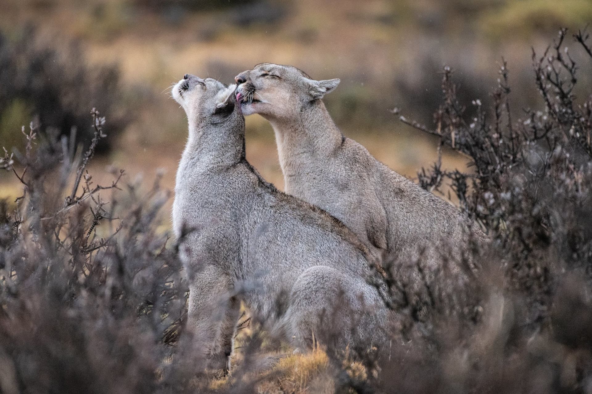 Pumas em Torres del Paine: 6 dias de rastreamento na Patagônia Pumas em Torres del Paine: 6 dias de rastreamento na Patagônia