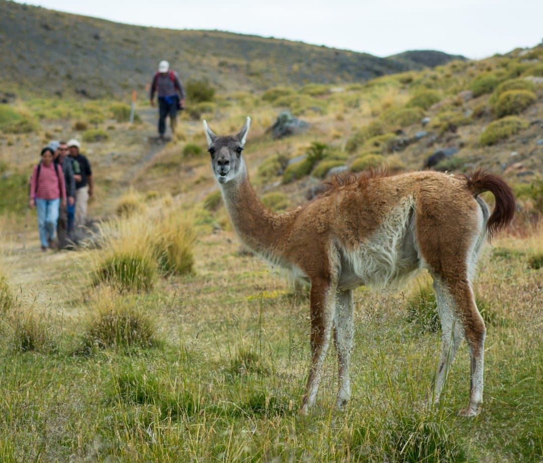 The guanaco decided to review the hikers. Honestly, fair enough. A guanaco stands in close foreground on open Patagonian steppe, looking directly at the camera, while a small group of trekkers descends a scrub-covered hillside trail in the background during a puma trekking Patagonia experience