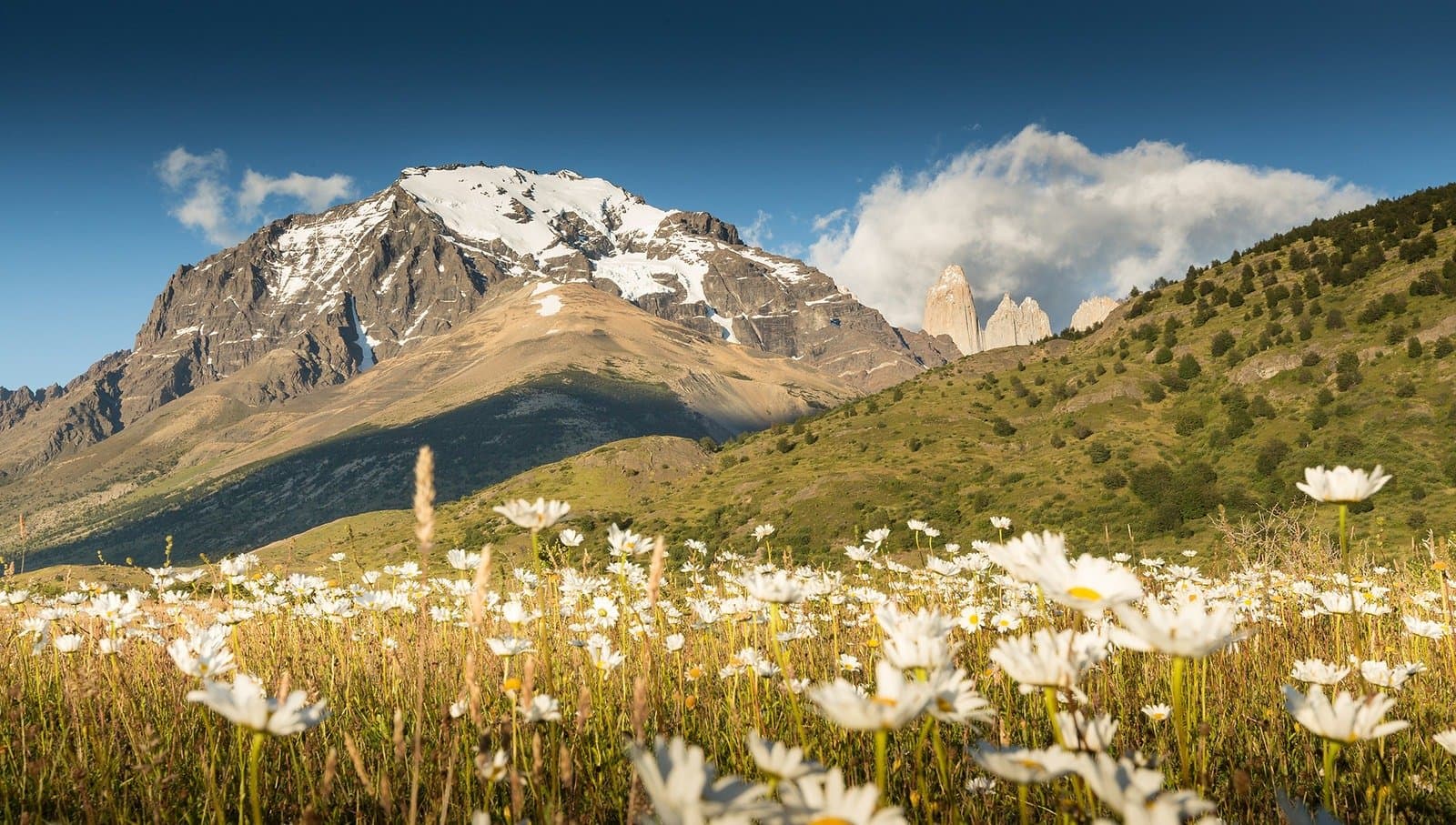 Spring comes to the steppe in full, unhurried bloom. A field of white daisy-like wildflowers in the foreground with snow-capped Andean peaks and the granite towers of Torres del Paine visible in the background under a blue sky, the kind of landscape you cross on puma trekking in Patagonia