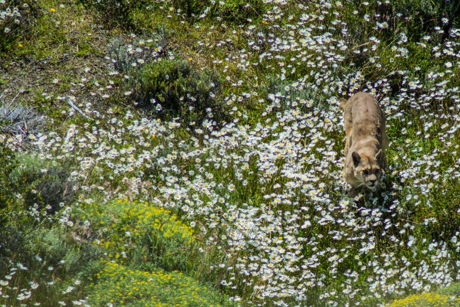 Turns out the apex predator has a favorite walking route, and it goes straight through the daisies. A puma walking downhill through a dense field of white daisy-like wildflowers during puma trekking in Patagonia, its tawny coat contrasting against the blooming green slope