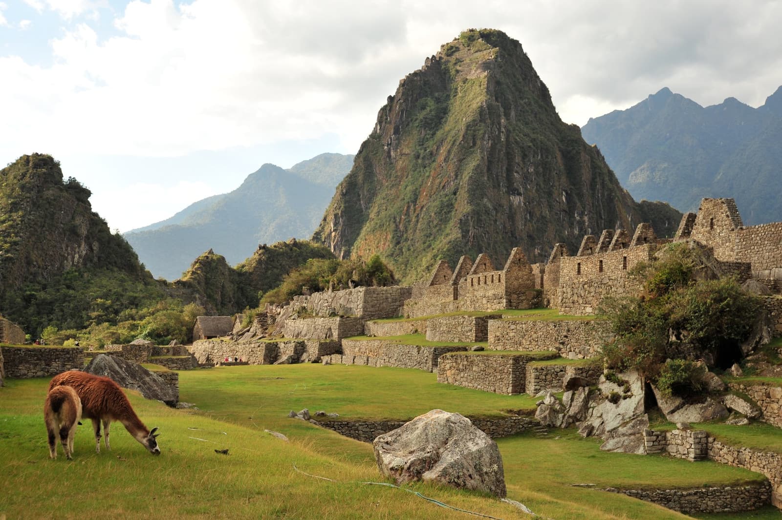 A lhama chegou antes. Ela claramente sabe o que está fazendo. Photo: Emilio Labrador Tel 305-934-9393 Uma lhama marrom pastando nos terraços verdes de Machu Picchu, com as ruínas incas de pedra e a montanha Huayna Picchu ao fundo — o destino final do trek Salkantay de 5 dias