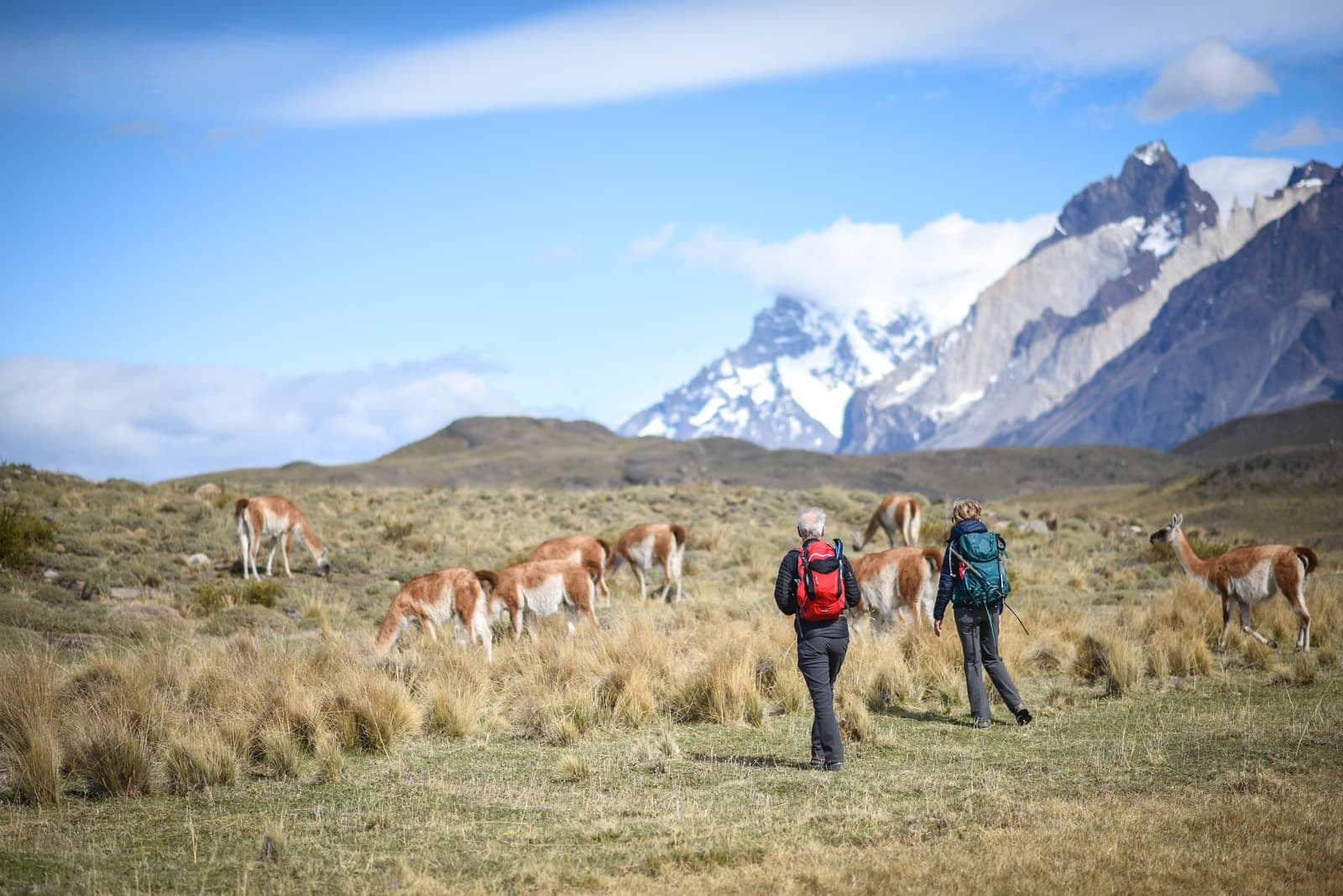 Guanacos, it turns out, are perfectly happy to share the trail. Two hikers with backpacks walk among a herd of grazing guanacos on open Patagonian grassland during the short w trek, with snow-capped granite peaks rising under a blue sky in the background