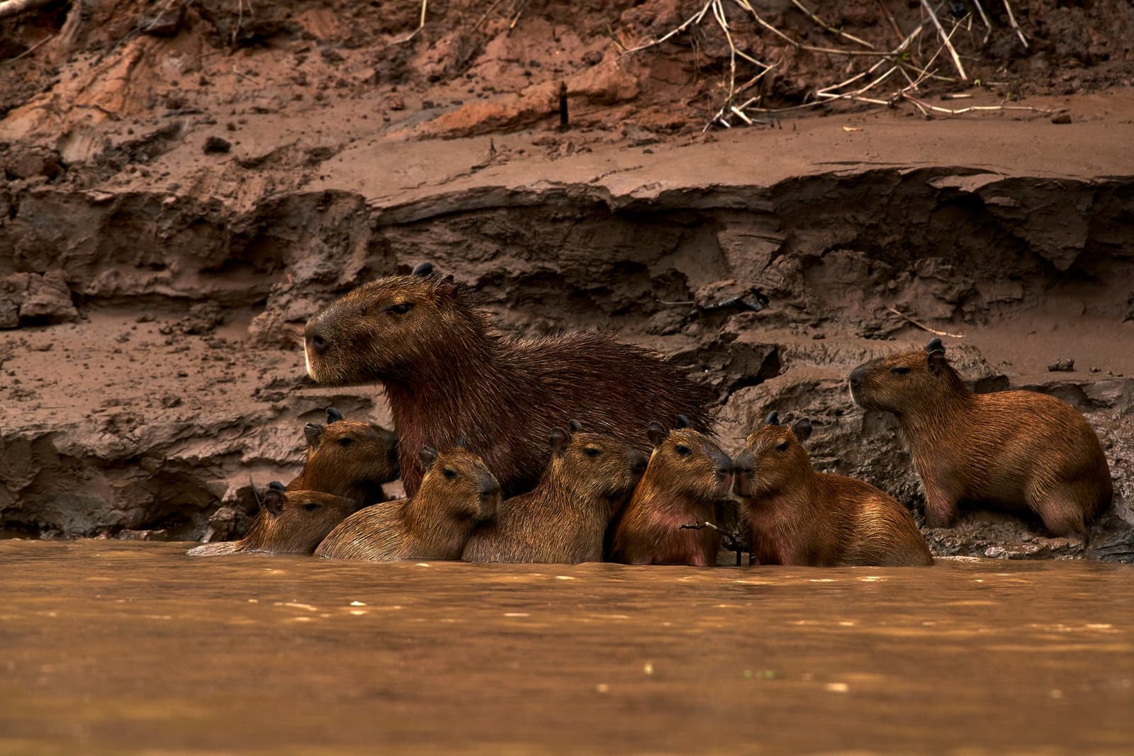 Eight capybaras, one opinion: this spot is fine. Photo: Paul Bertner A group of capybaras, including several young, huddle together at the water's edge beneath an eroded clay riverbank at the Tambopata Research Center Peru, their wet fur catching the warm light of the muddy river.
