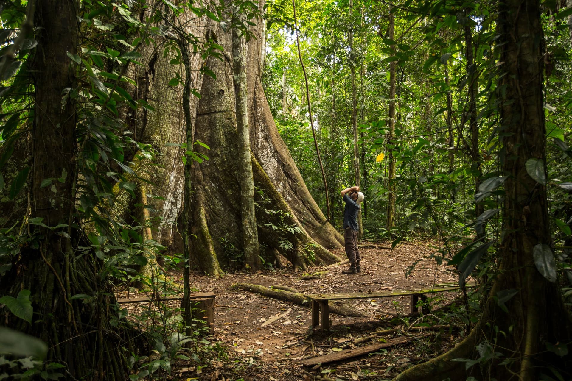 Tambopata Research Center, Peru: 4-Day Amazon Wildlife Tour Tambopata Research Center, Peru: 4-Day Amazon Wildlife Tour