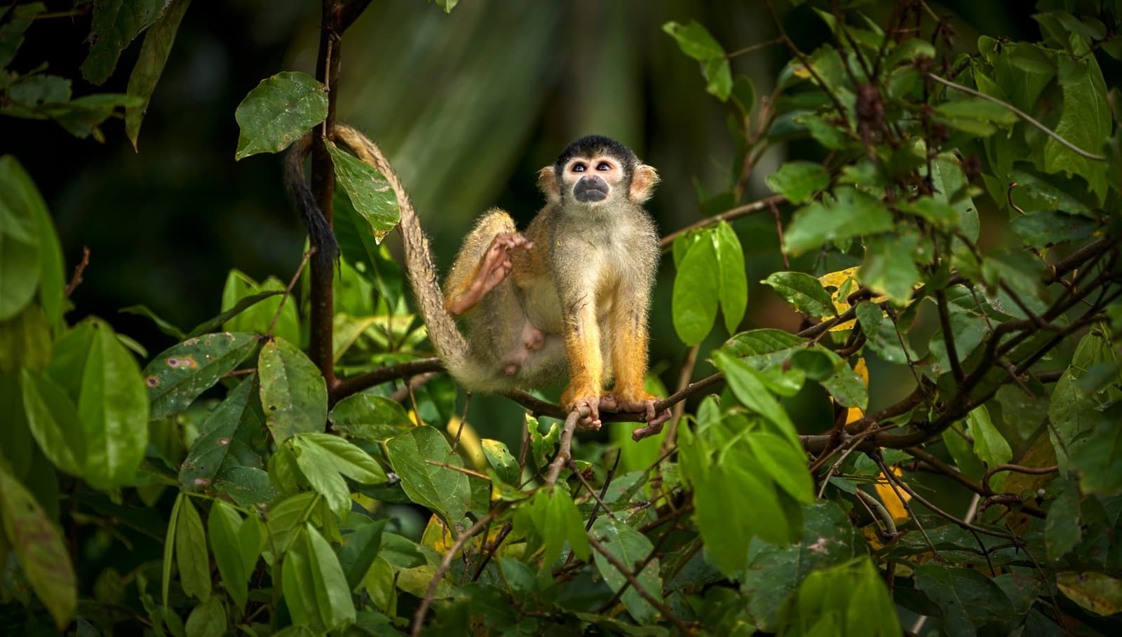 Small monkey, big opinions about whatever is happening up there. Photo: Paul Bertner A squirrel monkey perched on a thin branch amid dense green rainforest foliage, gazing upward, during a tambopata research center peru tambopata research center primate trail walk