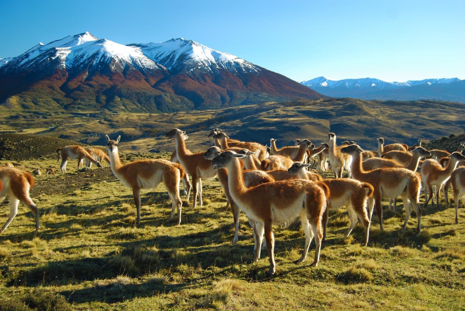 Dozens of guanacos, not a fence in sight. This is just a Tuesday afternoon in the park. A large herd of guanacos grazing on open Patagonian steppe with snow-capped mountains rising under a clear blue sky, a scene you can spot on a Torres del Paine 4-day all-inclusive tour