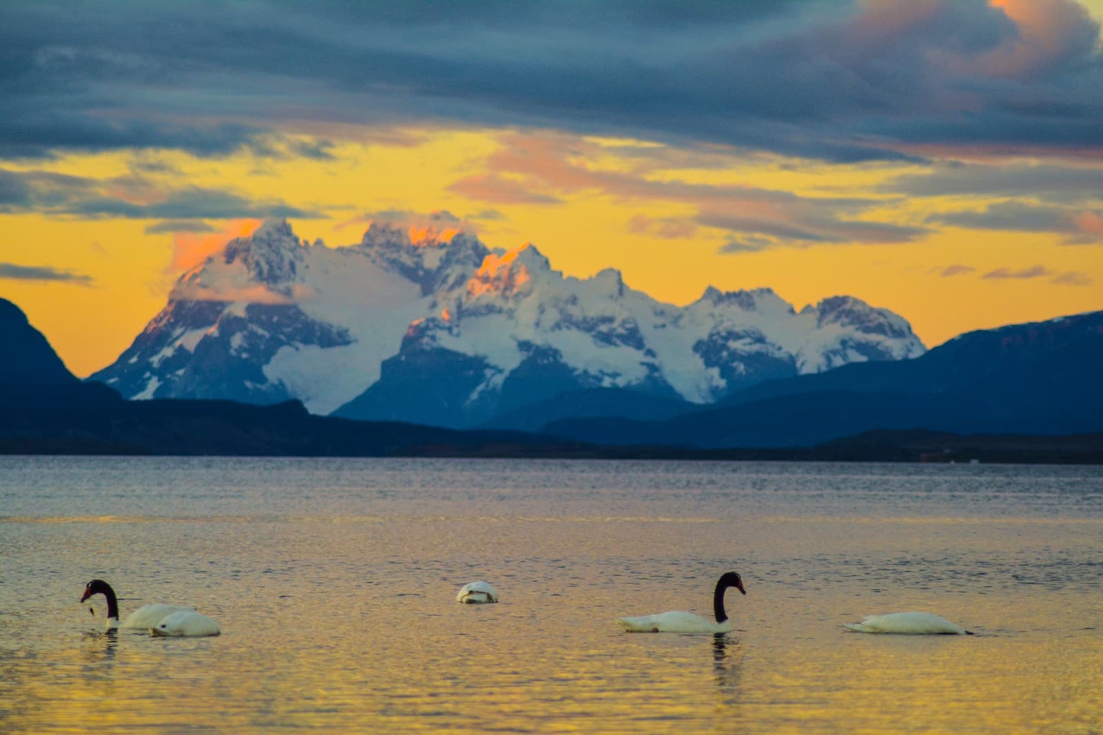 The swans didn't check the forecast. They just showed up and owned it. Four black-necked swans floating on a calm lake at sunset during the Torres del Paine W trek, with snow-capped Patagonian peaks glowing amber behind them under a dramatic orange sky