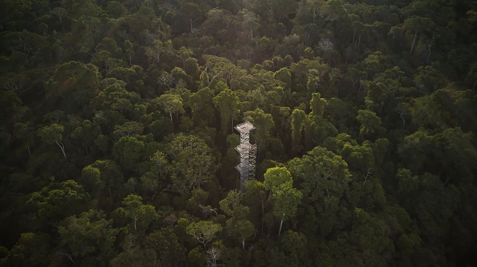Tiny tower, endless forest. It puts things in perspective. Photo: Paul Bertner 2017 Aerial view of a tall metal canopy observation tower rising above a dense tropical rainforest canopy, seen from above on an amazon tour from puerto maldonado