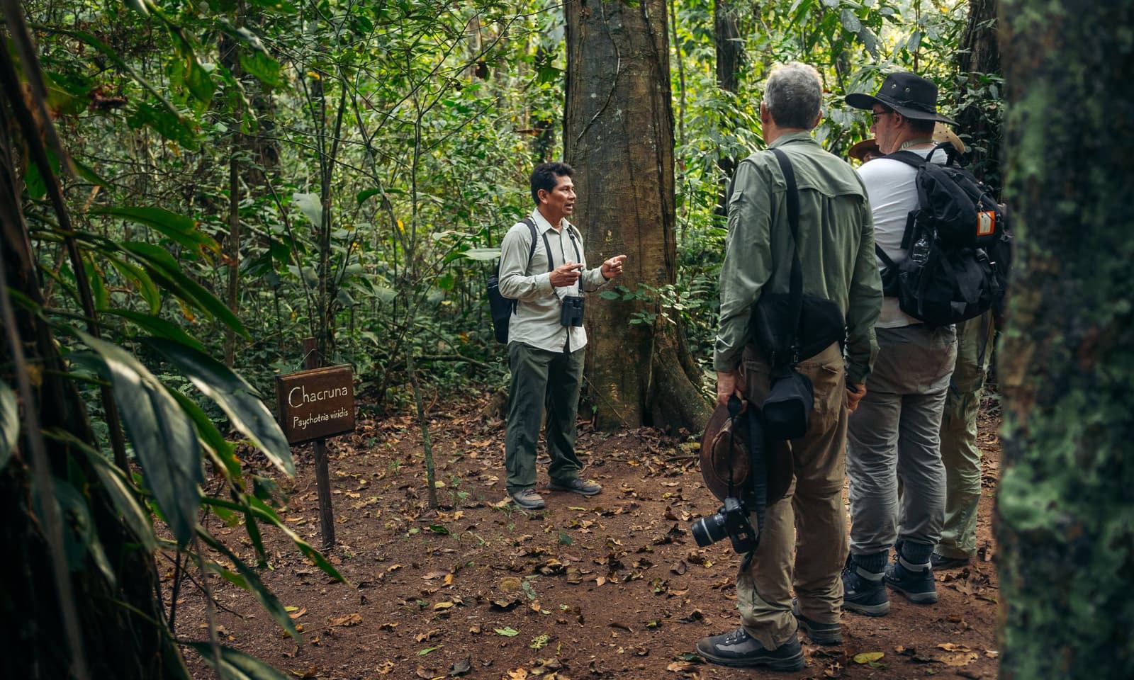 Your guide knows every plant by name, story, and use. A local naturalist guide explaining Chacruna (Psychotria viridis) to two visitors on an amazon tour from Puerto Maldonado, with a labeled plant sign visible on a forest trail
