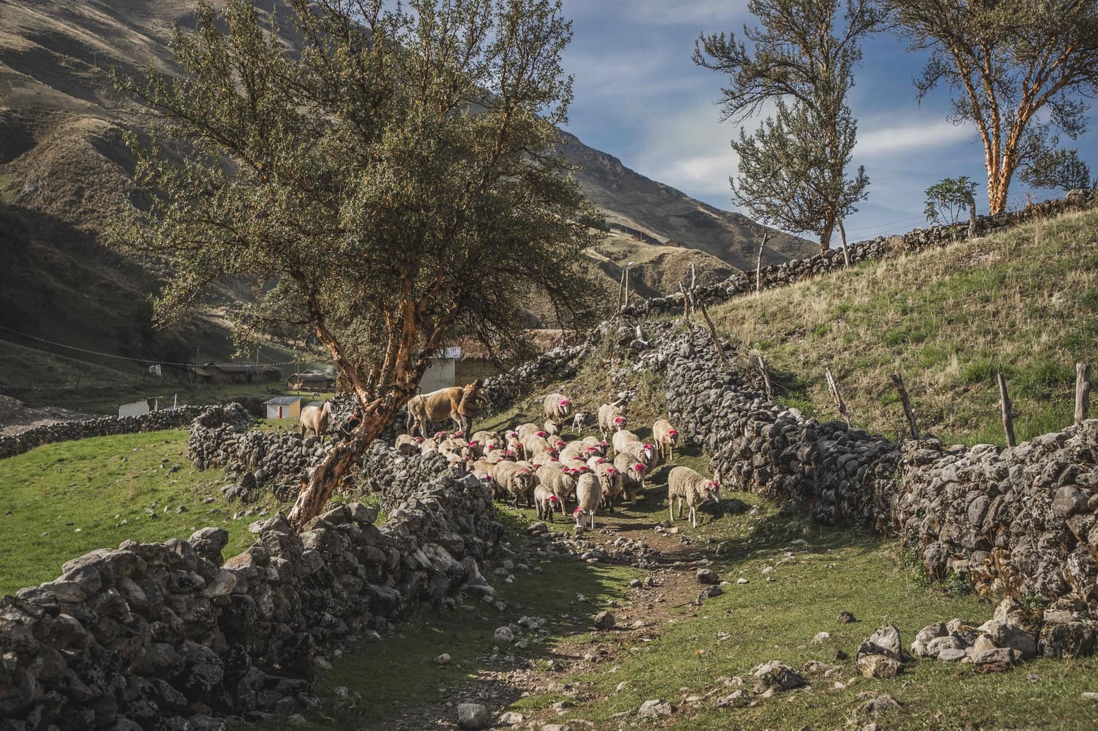 As ovelhas já sabem o caminho. Você vai aprender. Um rebanho de ovelhas com marcas vermelhas caminha por uma trilha estreita entre muros de pedra no trek de Ancascocha, com um cavalo e picos andinos ao fundo