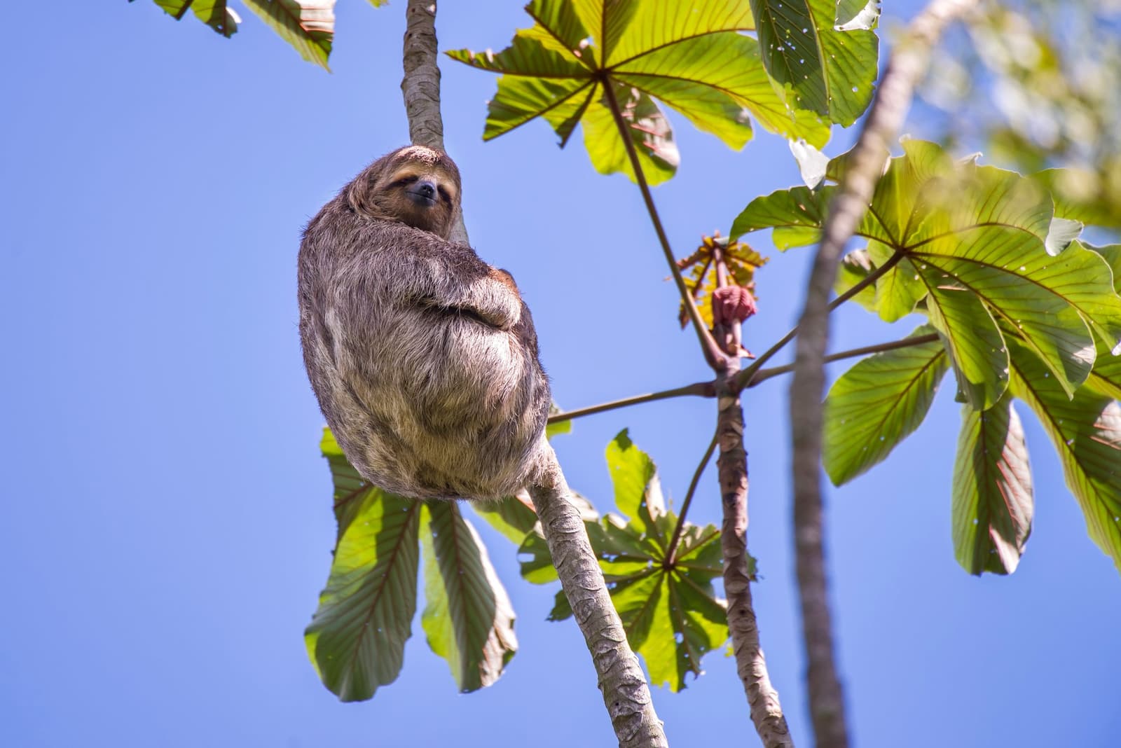 Totally unbothered, totally winning at life up there. Photo: Leonardo Prest Mercon Ro A three-toed sloth clinging to a cecropia tree branch against a clear blue sky, spotted during an aria amazon cruise excursion