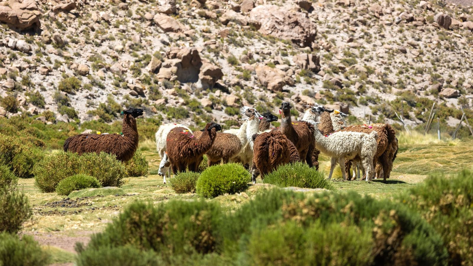 Llevan sus propios tiempos, y funcionan perfectamente. Photo: MAREK PIWNICKI Una manada de llamas domésticas con marcas de colores en las orejas pastando entre arbustos bajos en una ladera rocosa andina, en la ruta de camping en el desierto de Atacama cerca de Machuca.