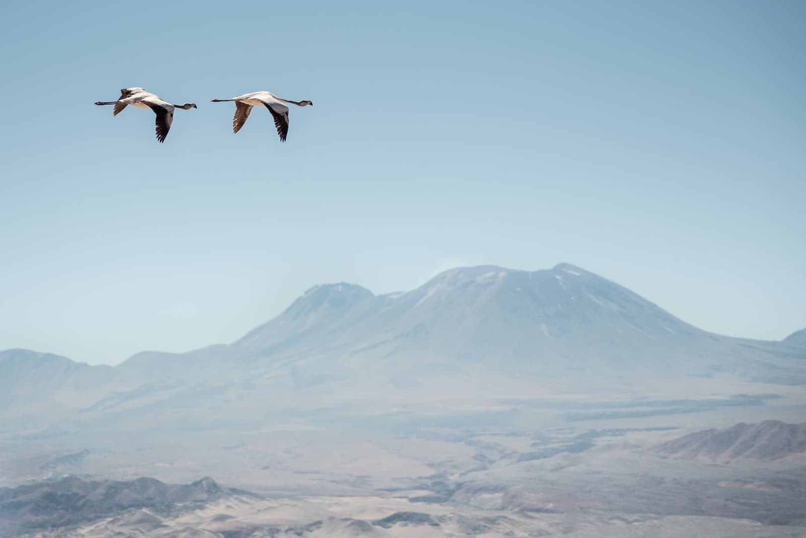 Two flamingos crossing the sky, a volcano quietly holding its ground below. Two flamingos in flight over a vast arid valley with a large volcano in the background, captured on an atacama desert tour package