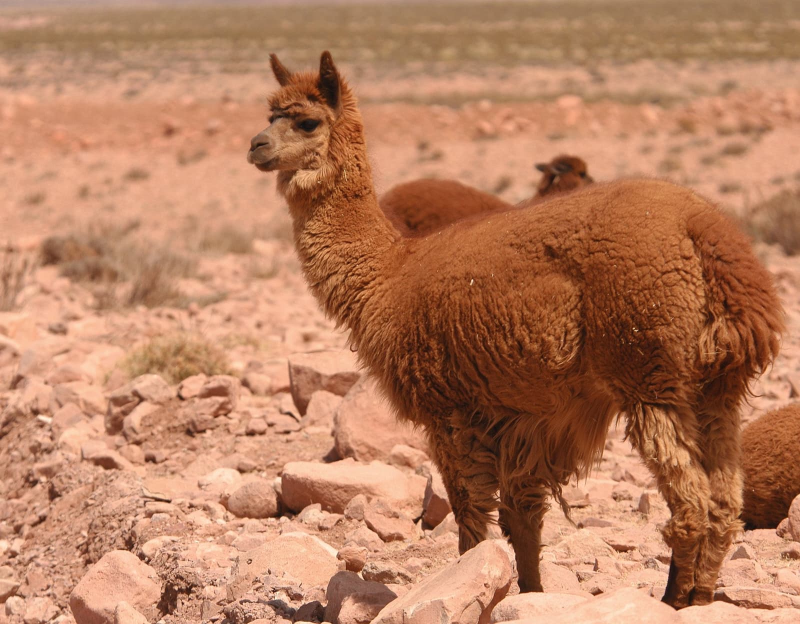 Dikke vacht, nul haast, en absoluut geen zin om jouw rugzak te dragen. Photo: Vicuña Atacama Een pluizige bruine alpaca staat op een rotsachtig, droog hoogplateau tijdens een Atacama woestijn trek, met een tweede alpaca gedeeltelijk zichtbaar erachter en een kale woestijnvlakte die zich uitstrekt tot aan de horizon