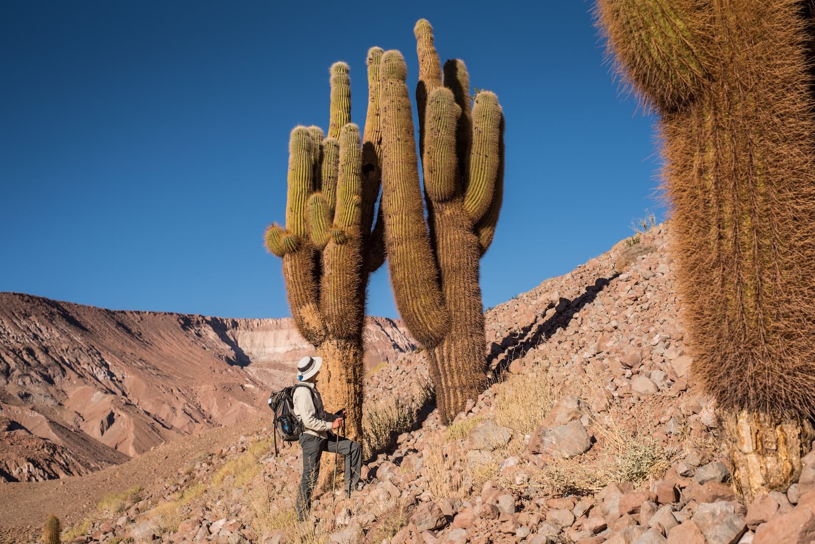 Deze cactus staat hier al langer dan welk monument dan ook in de buurt. Een wandelaar met trekkingstokken en een zonnehoed staat bij de voet van een reusachtige, veelarmige cardón-cactus tijdens een Atacama Desert trek, met rotsachtige hellingen en droge bergen onder een diepe blauwe lucht.