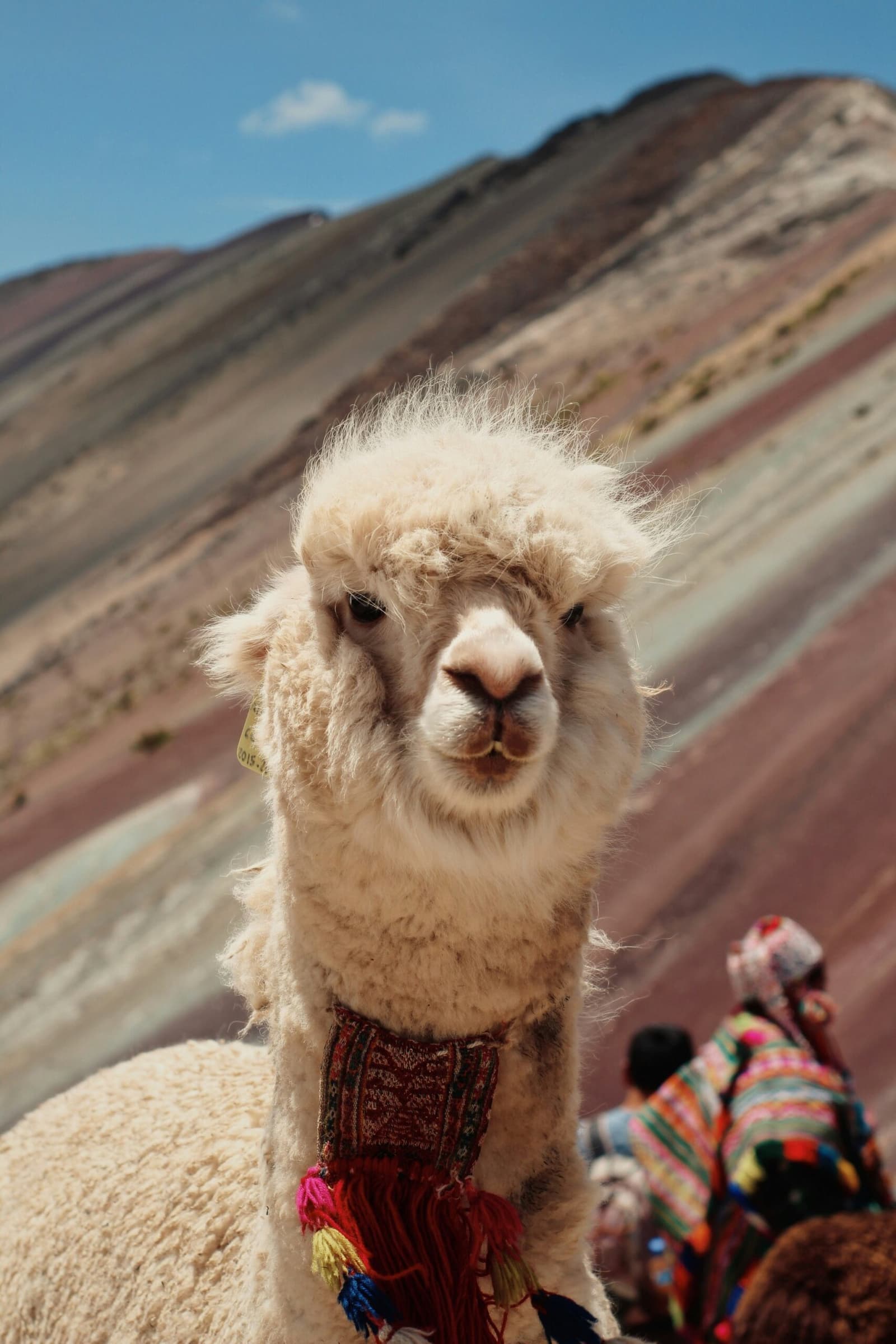 The local welcoming committee, unimpressed by your altitude gain. Close-up of a fluffy white alpaca wearing a colorful woven textile collar, with the layered mineral stripes of Vinicunca visible in the background under a blue sky