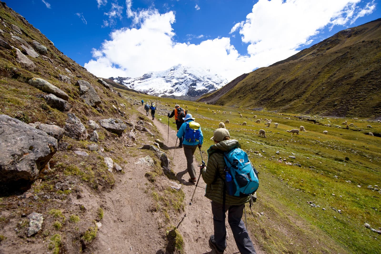 Sheep to the right, glaciers ahead, boots on the ground, a solid morning's work. A group of trekkers with hiking poles and backpacks walks single file along a dirt trail on the Ausangate Lodge Trek, with a snow-capped peak rising at the head of a wide green Andean valley and a large flock of sheep and alpacas grazing on the right
