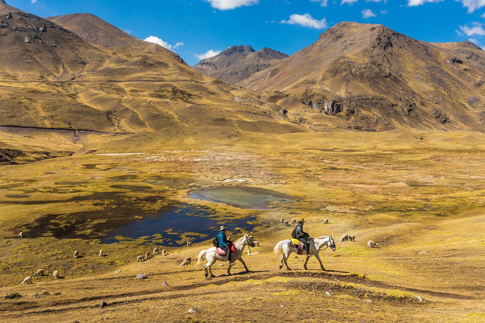 Two riders, a herd of sheep, one pond. The plateau doesn't need much else. Photo: Paul Spierenburg Two riders on white horses crossing a high-altitude Andean plateau on the Ausangate Lodge Trek, with a small glacial pond, grazing sheep, and bare mountain peaks under a blue sky in the background