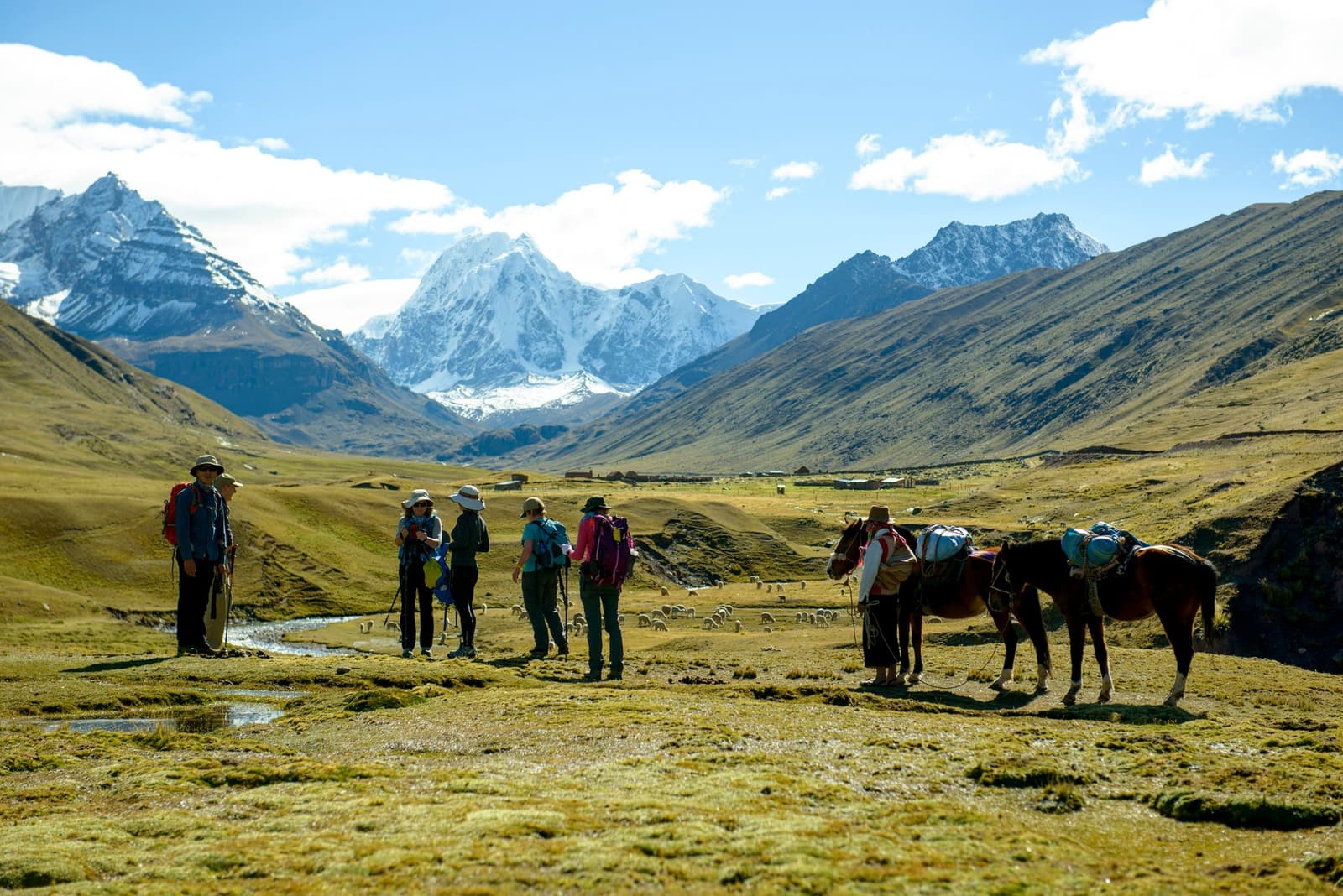 Pack horses, a local handler, and six trekkers working out the plan. This is the trail in full swing. A group of trekkers with backpacks and trekking poles pauses on a high-altitude Andean grassland during the Ausangate Lodge Trek, with laden pack horses and a local handler nearby, snow-capped peaks and a wide glacier valley stretching behind them under a clear blue sky