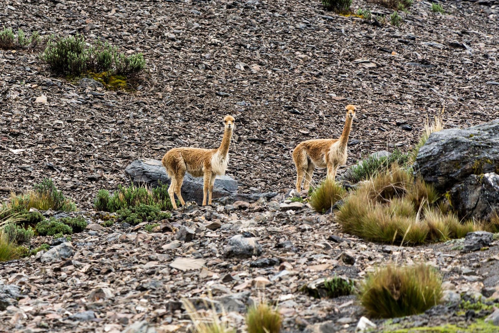 They were here long before the trail existed, and they know it. Two vicuñas standing alert on a rocky high-altitude slope during the ausangate trek, surrounded by sparse ichu grass tufts and scattered boulders