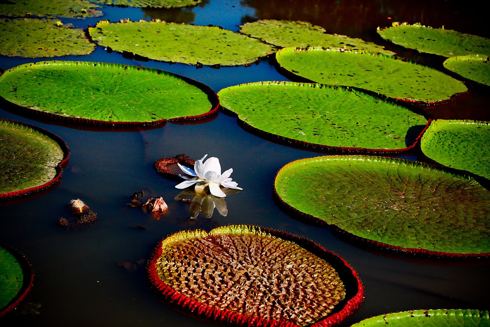 Uma flor branca rodeada de folhas do tamanho de mesas de centro. O rio amazônico não faz nada pela metade. Grandes folhas circulares de vitória-régia com bordas avermelhadas cobrindo a superfície escura de um rio, com uma única flor branca refletida na água calma e uma folha jovem se abrindo abaixo