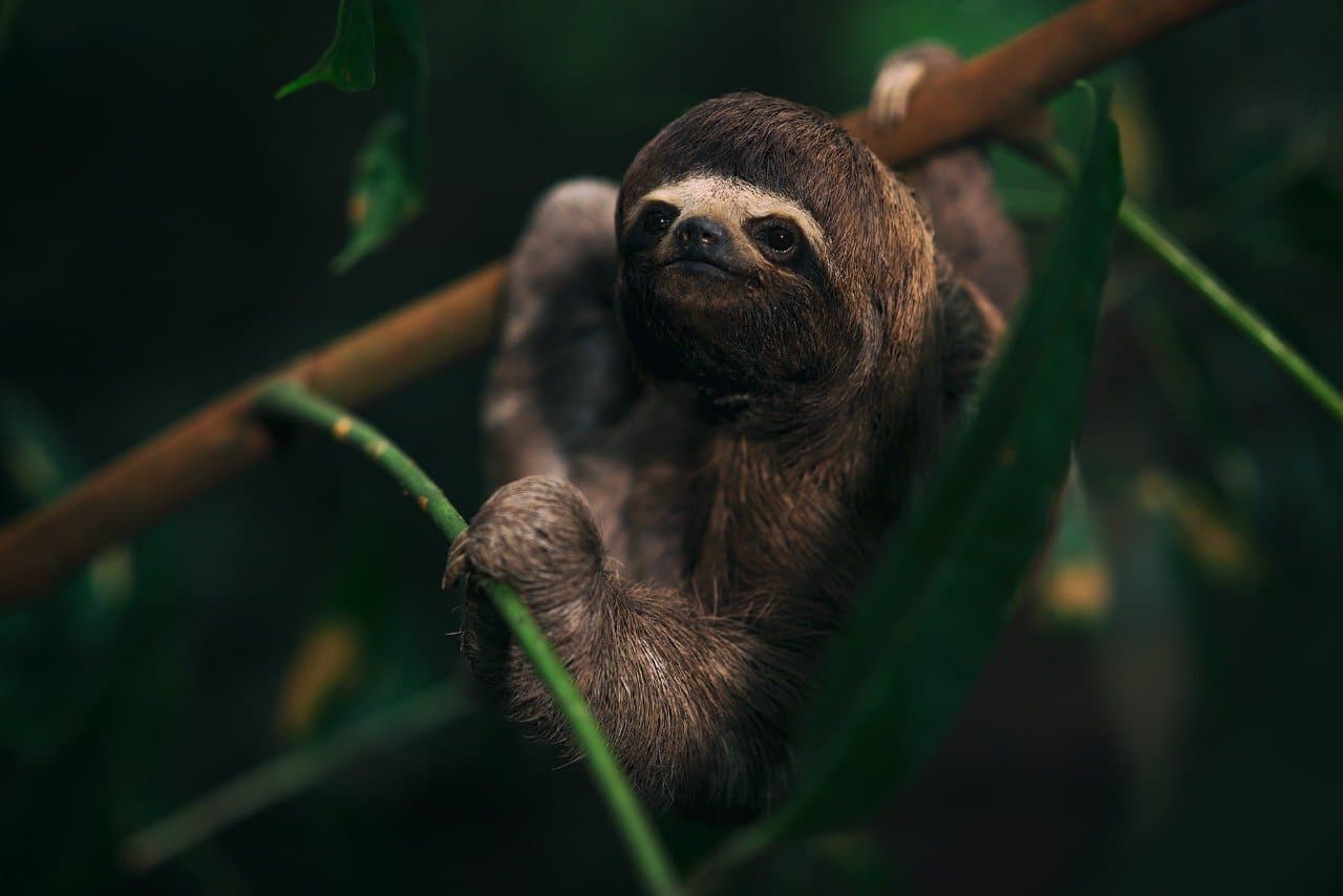 O bicho não tem pressa nenhuma, e faz muito bem. Uma preguiça-de-três-dedos agarrada a galhos com folhas e um cipó na floresta tropical densa, avistada durante uma excursão de vida selvagem no cruzeiro Delfin pelo Amazonas