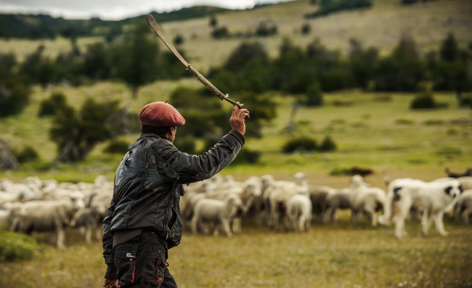 Centuries of know-how, one arm raised, and the flock knows exactly what to do. A gaucho in a red beret raises a herding stick to guide a large flock of sheep across open grassland at estancia cerro guido, with rolling green hills and scattered trees in the background