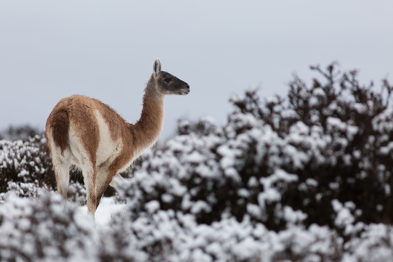 Snow on the bushes, a guanaco entirely unfazed by the cold. Photo: Alfredo Rivera A guanaco stands alert among snow-dusted shrubs on the open steppe at Estancia Cerro Guido, its rust-and-white coat contrasting against a pale grey winter sky