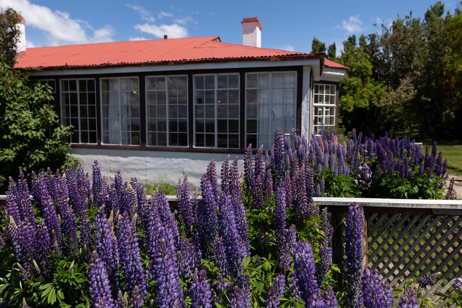 Spring arrives at the estancia and doesn't hold back. Purple lupin flowers in full bloom in front of a white estancia cerro guido building with large glass windows and a red corrugated roof under a blue Patagonian sky