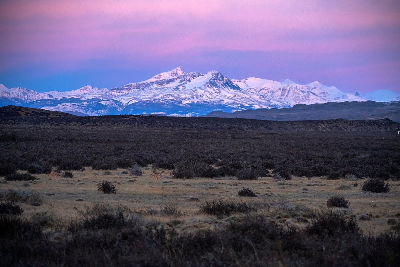 Pink sky, white peaks, and the steppe going on forever. Good evening, Patagonia. Photo: PIA VERGARA Snow-capped peaks of the estancia cerro guido backcountry glow pink under a violet twilight sky, with dark scrub steppe stretching across the foreground