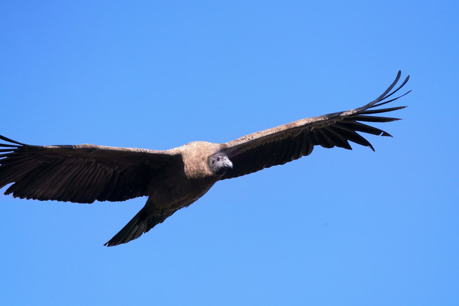 It locks eyes with you, decides you're not interesting, and glides on. A large dark-winged vulture with a pale buff neck ruff soaring against a clear blue sky on the huayhuash circuit, wings fully extended and primary feathers splayed at the tips