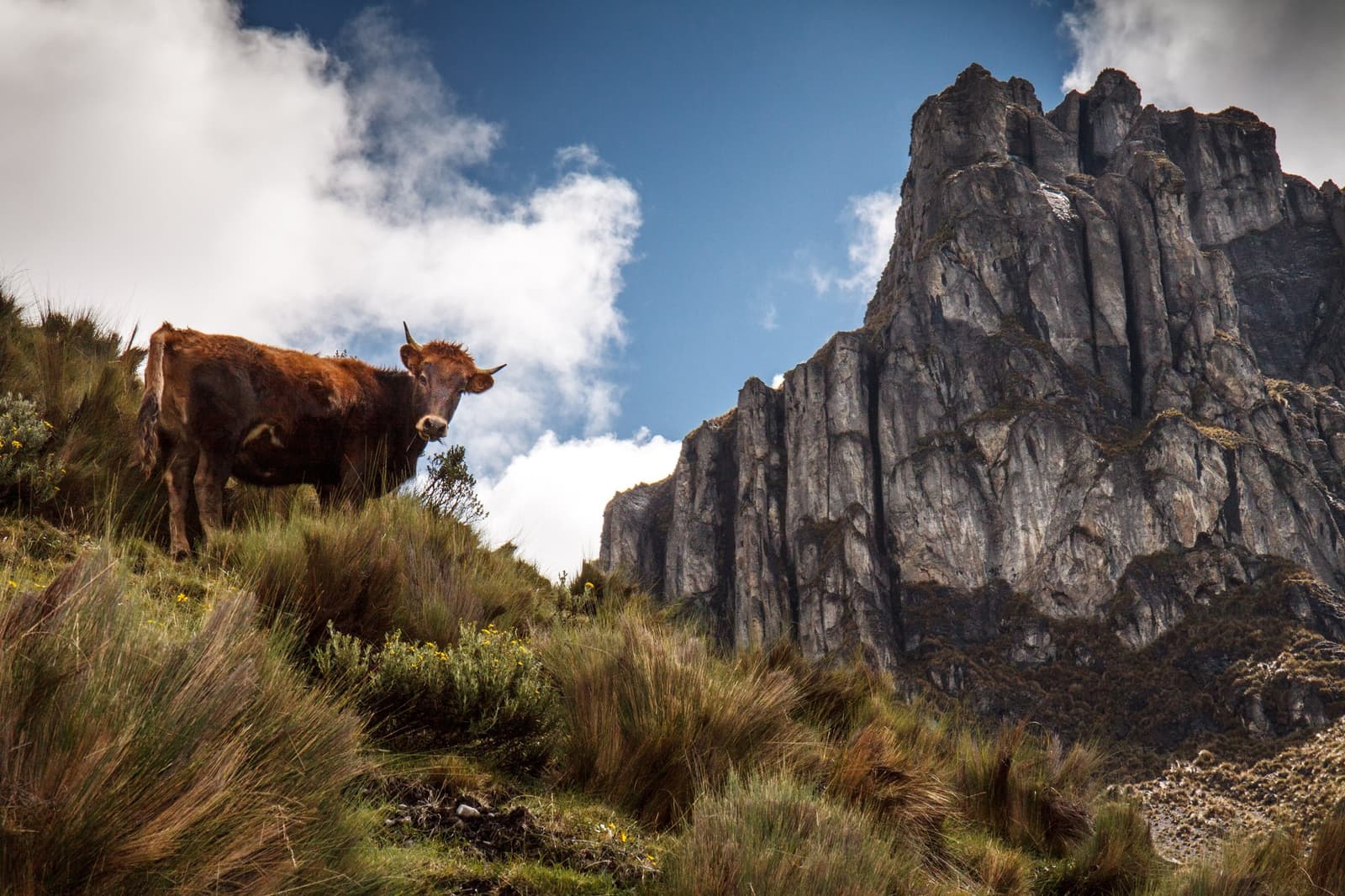 Not every fellow traveler on the trail carries a pack. Photo: Indrik myneur A rust-brown horned cow stands on a grassy highland slope along the Huayhuash circuit, with tall jagged rock cliffs rising sharply into a partly cloudy blue sky behind it