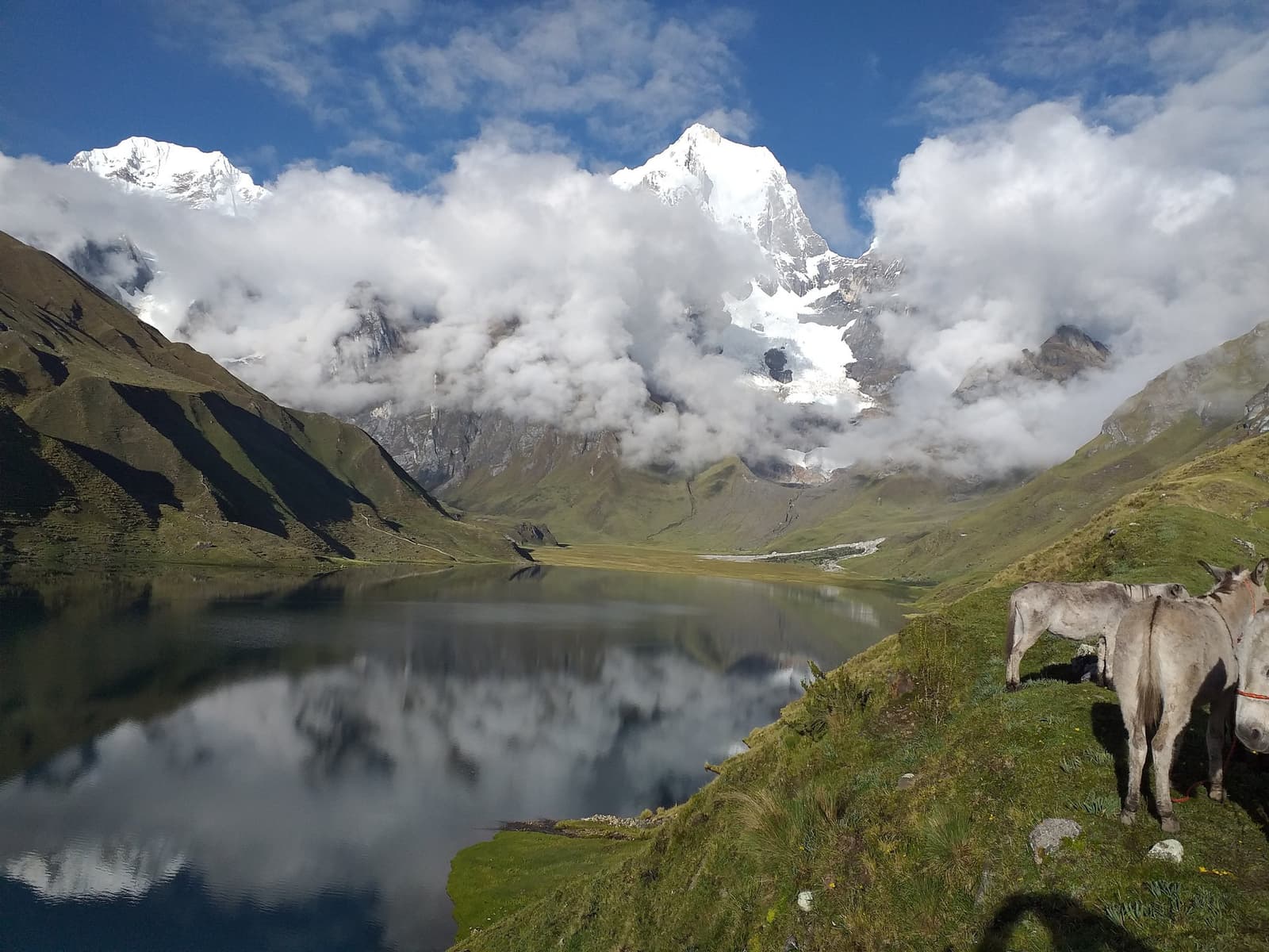 The donkeys found the best seat in the valley, and honestly, fair enough. Two pack donkeys graze on a green hillside beside a calm high-altitude lake on the huayhuash trek, with snow-capped Andean peaks and low clouds reflected in the still water below