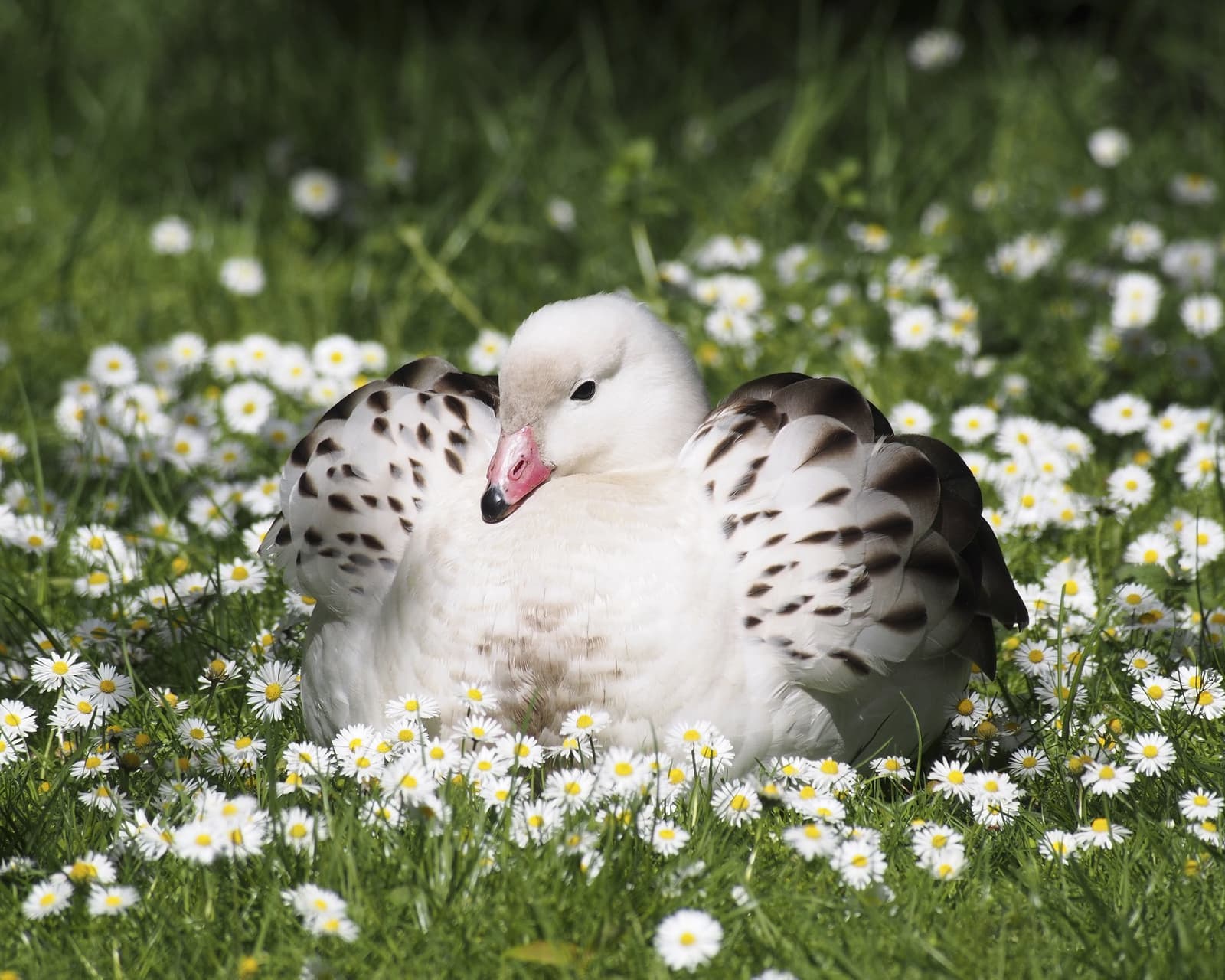 Good taste in rest stops, honestly. A white-and-brown spotted bird with a pink bill resting among white daisy wildflowers in a green meadow along the huayhuash trek route
