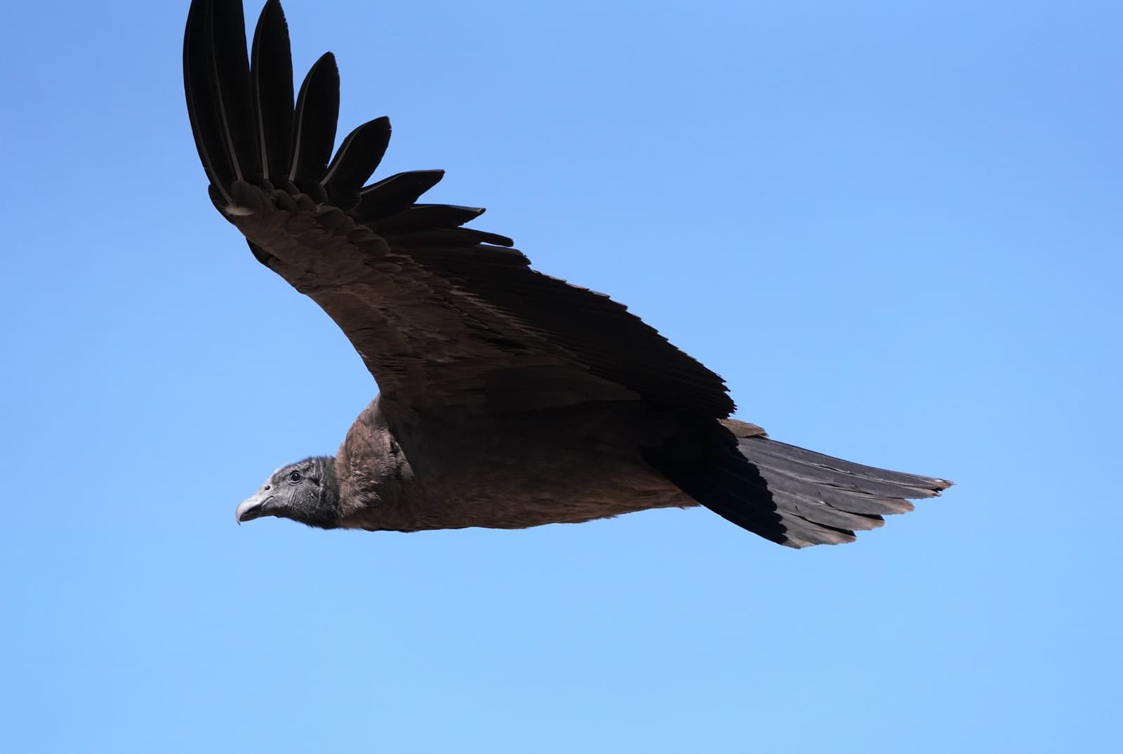 Luck and thermals, in that order, condor sightings are never guaranteed. A large dark-plumaged vulture, consistent with an Andean condor, soaring against a clear blue sky above the huayhuash trek route, its broad wings fully extended and individual primary feathers visible at the wingtips