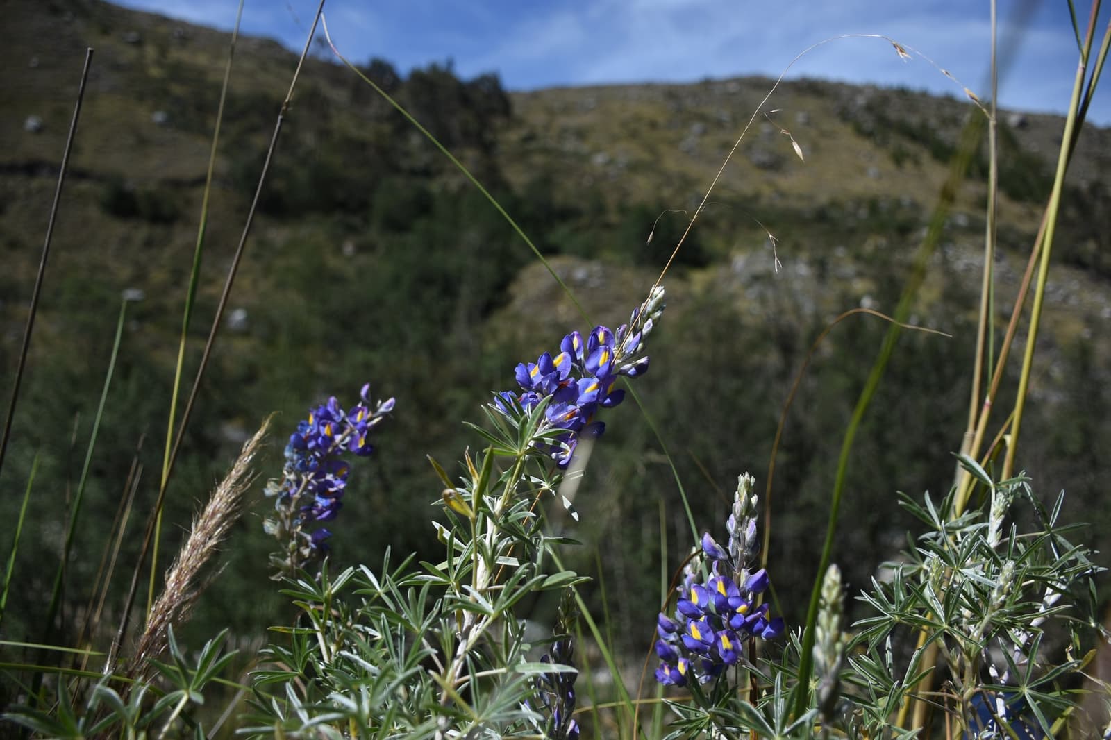 Alpine meadows along the descent into Rondoy Valley don't hold back in spring. Photo: Purple and yellow wild lupine flowers blooming among tall grasses on the huayhuash trek, with rocky green hills and a blue sky in the background