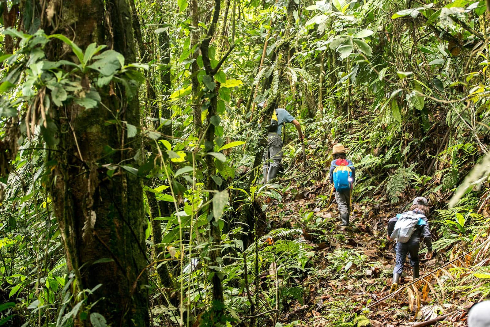 The forest earns your attention one muddy step at a time. Three hikers with backpacks climbing a steep, root-laced trail through dense cloud forest on a Machu Picchu and Amazon tour, surrounded by towering trees draped in vines and ferns