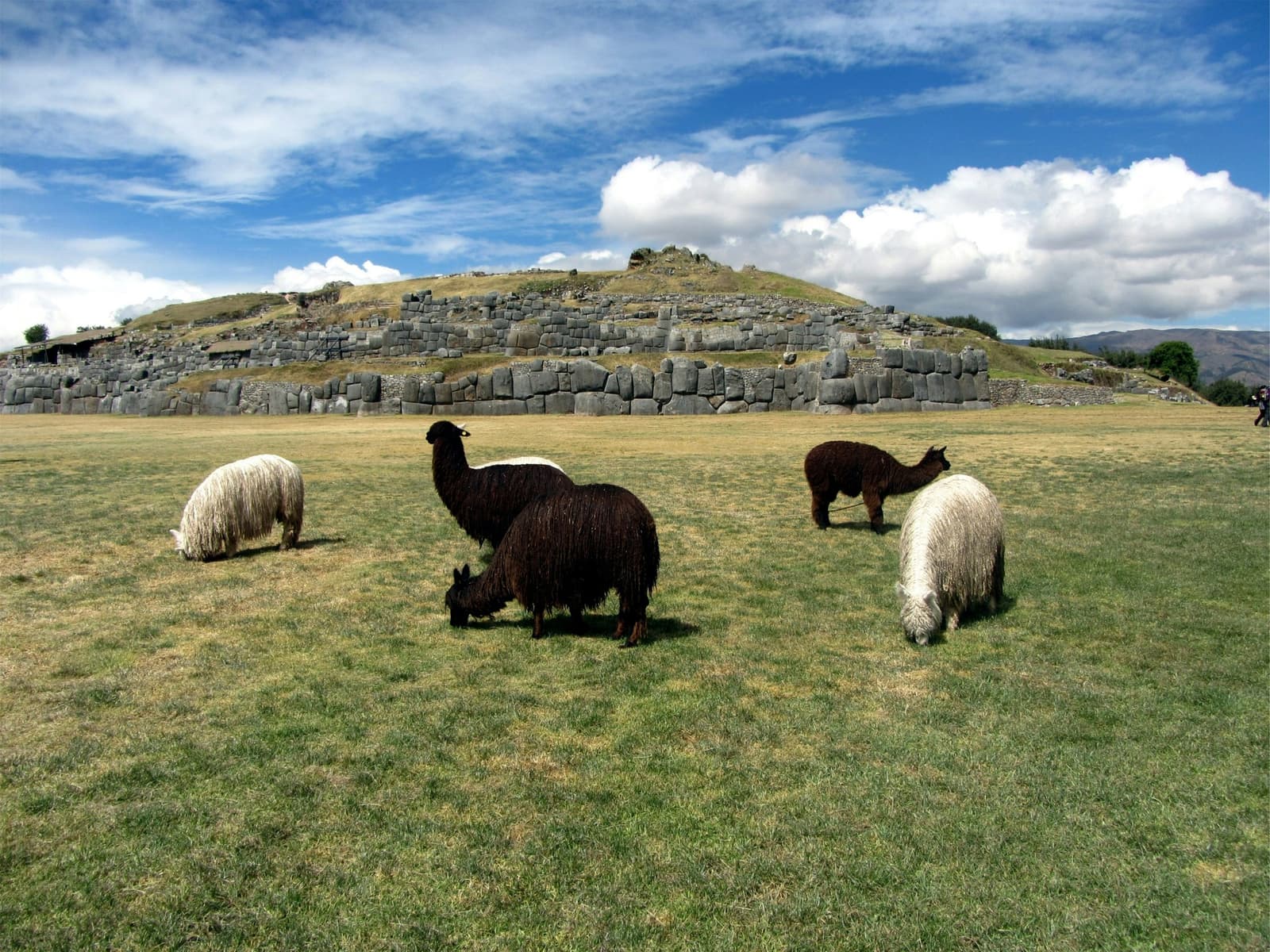 Llamas have been keeping this lawn trimmed for centuries. Some things just work. A small herd of white and dark-brown llamas grazing on the green lawn in front of the massive dry-stone walls of Sacsayhuaman, the Inca fortress above Cusco, under a blue sky with white clouds