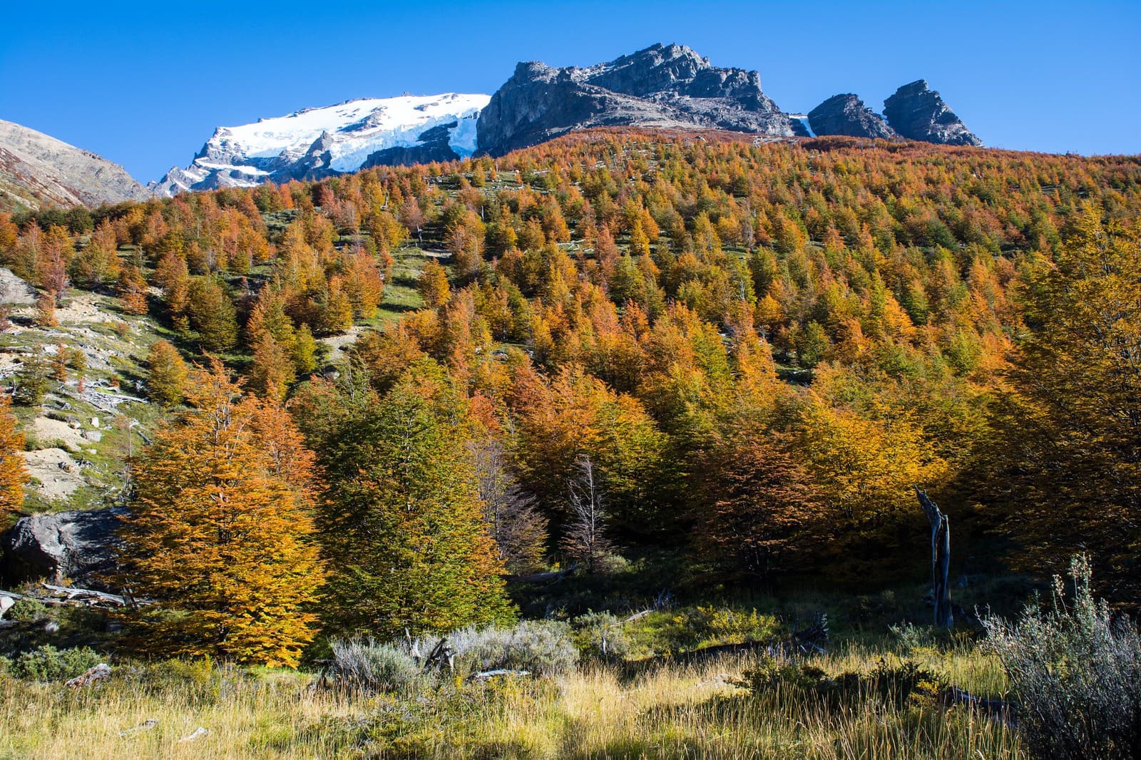Autumn turns the back side of the massif into something you have to see to believe. Dense lenga beech forest covering a steep hillside in full autumn colour, ranging from gold to deep rust, with a snow-dusted rocky peak rising above the treeline under a clear blue sky on the o trek patagonia circuit