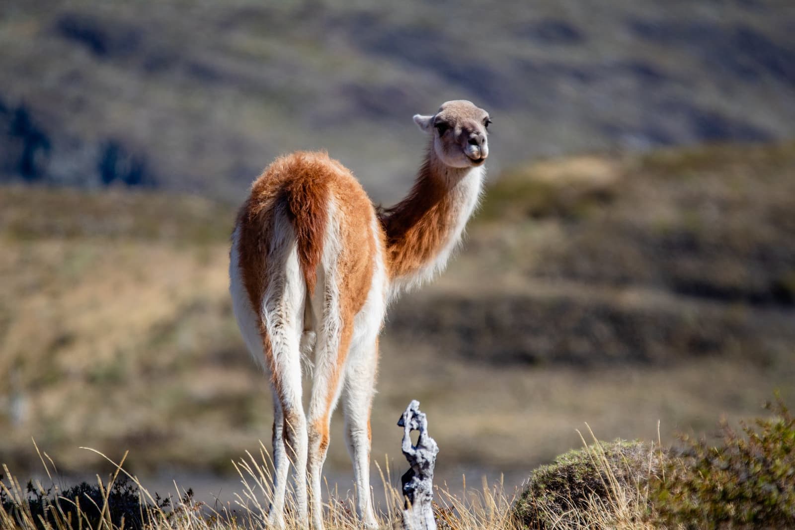 Curious, a little opinionated, and absolutely not moving out of your way. Photo: Patagonia Camp A young guanaco turns its head to look directly at the camera while standing on dry grassland, with blurred rolling hills in the background near Patagonia Camp